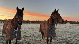 2 horses.png